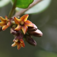 Gymnema cuspidatum (Thunb.) Kuntze